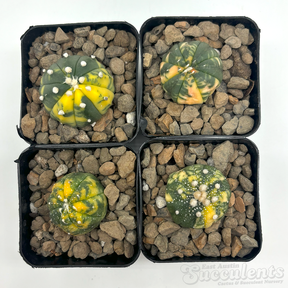 Astrophytum asterias variegata individual
