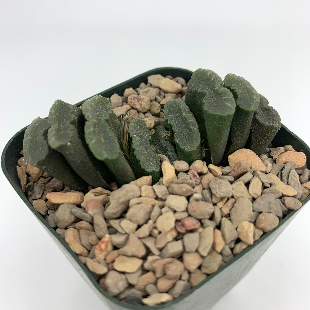 Haworthia_truncata_hybrid_A_si