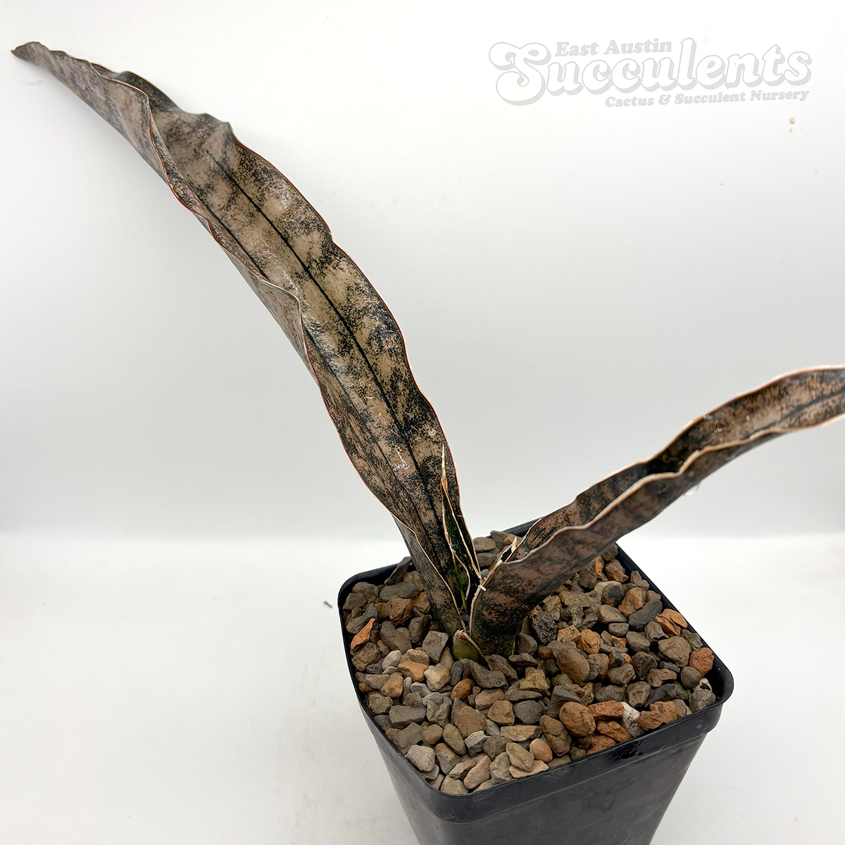 洋書 the splendid sansevieria Buy Sansevieria Golden Flame, Snake Plants | Eureka Farms