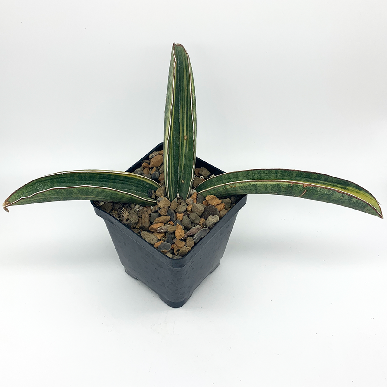 Sansevieria Baseball  Bat variegated