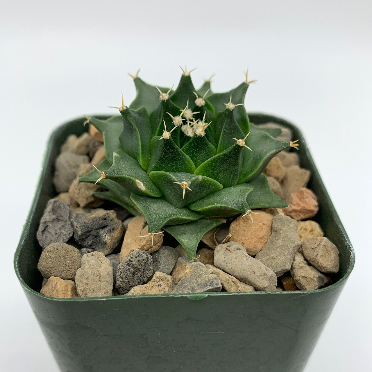 1/3PCS Obregonia Denegrii Cactus Plants Beautiful Cactus Garden 3-4cm 1/3PCS Obregonia Denegrii Cactus Plants Beautiful Cactus Garden 3-4cm