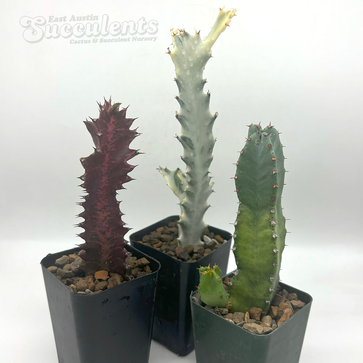 East Austin Succulents Euphorbia