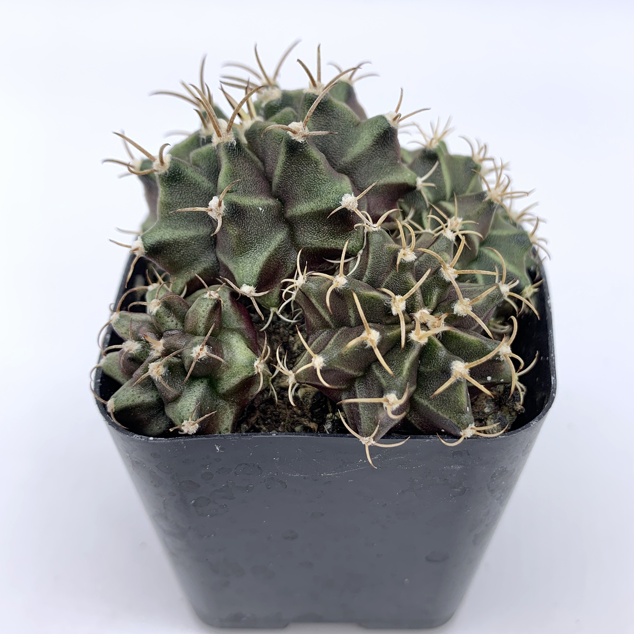 Gymnocalycium hybrid cluster [Small]