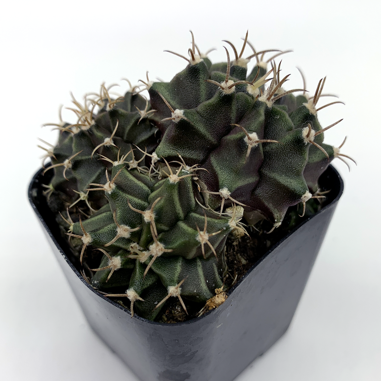 Gymnocalycium hybrid cluster [Small]