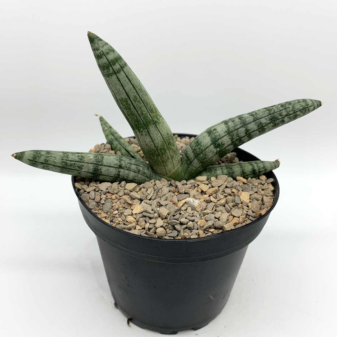 Sansevieria boncel