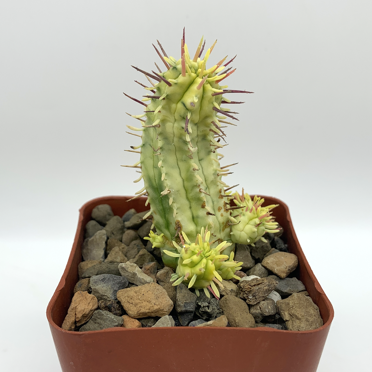 Euphorbia ferox variegata