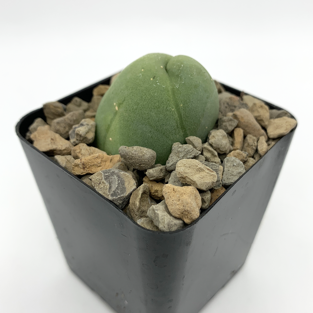 Trichocereus_bridgesii_monstro