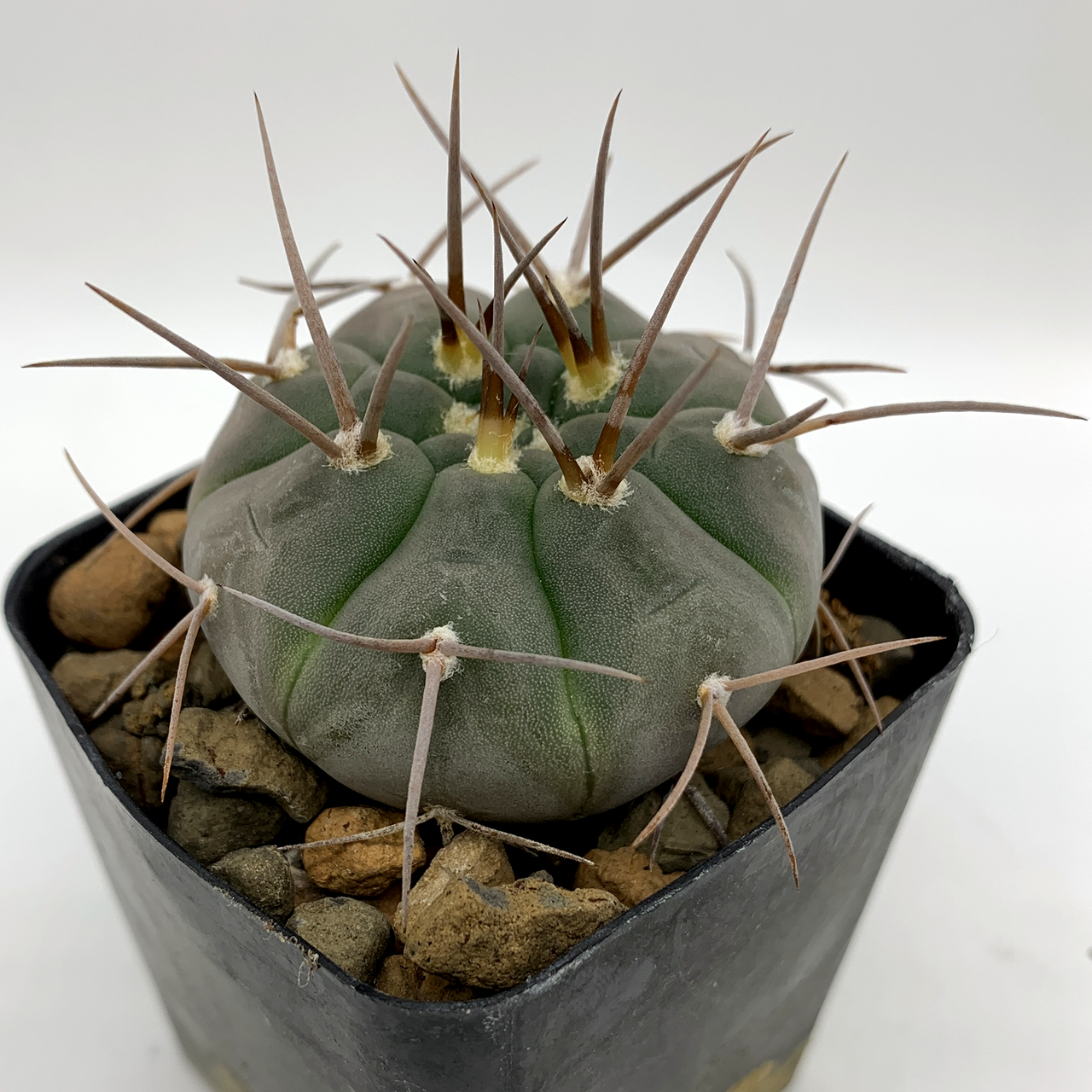Gymnocalycium bozsingianum