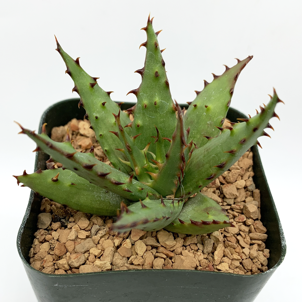 Aloe broomii 'Snake Aloe'