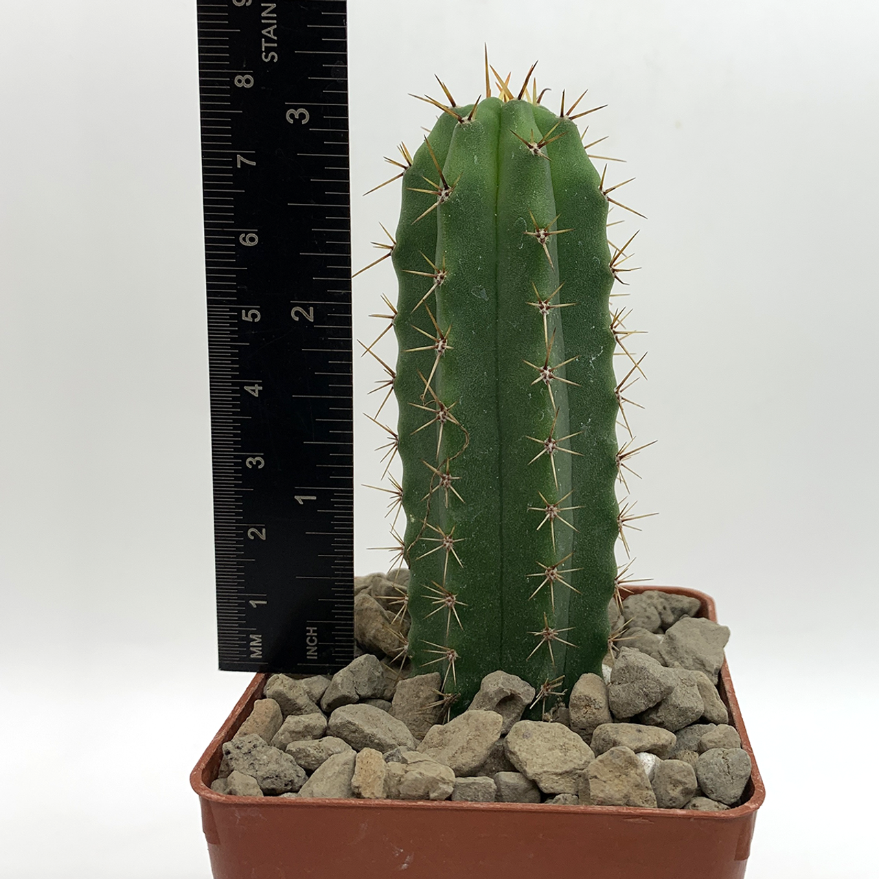 Trichocereus bridgesii Bertha x pachanoi Oscar