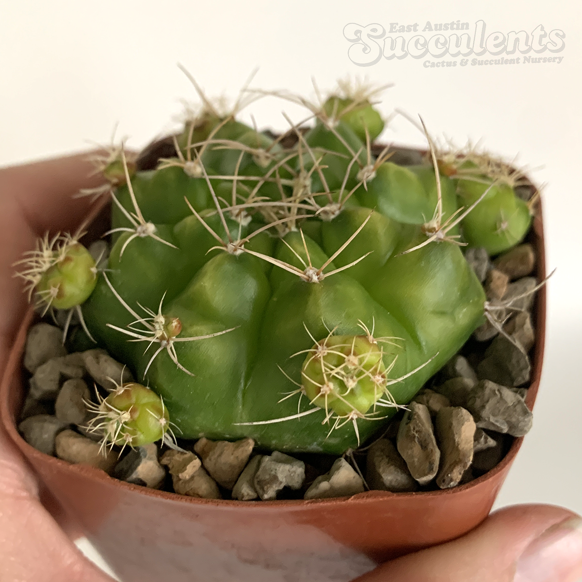 Gymnocalycium marsoneri