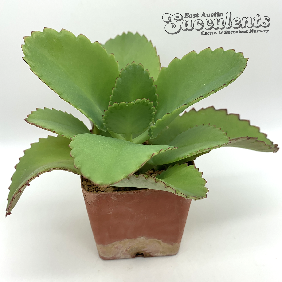 Kalanchoe laetivirens "Mother of Thousands"