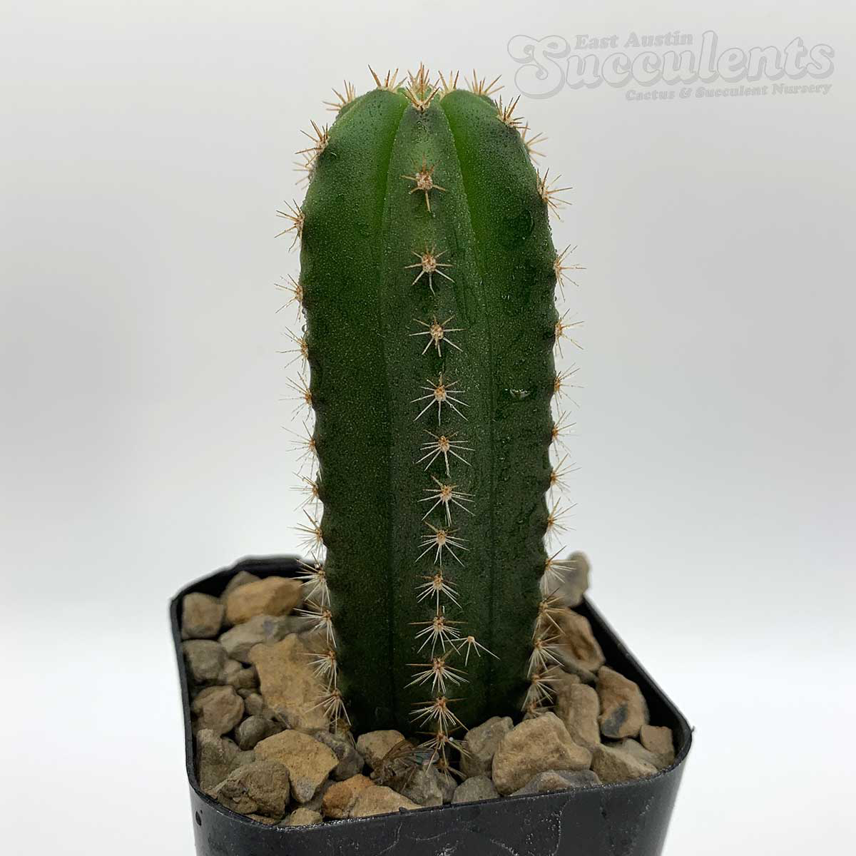Trichocereus kriso scopulicola x pachanoi