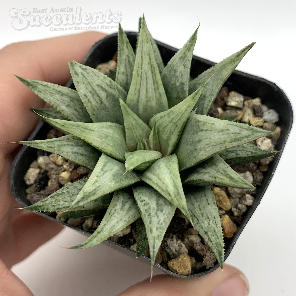 Haworthia 