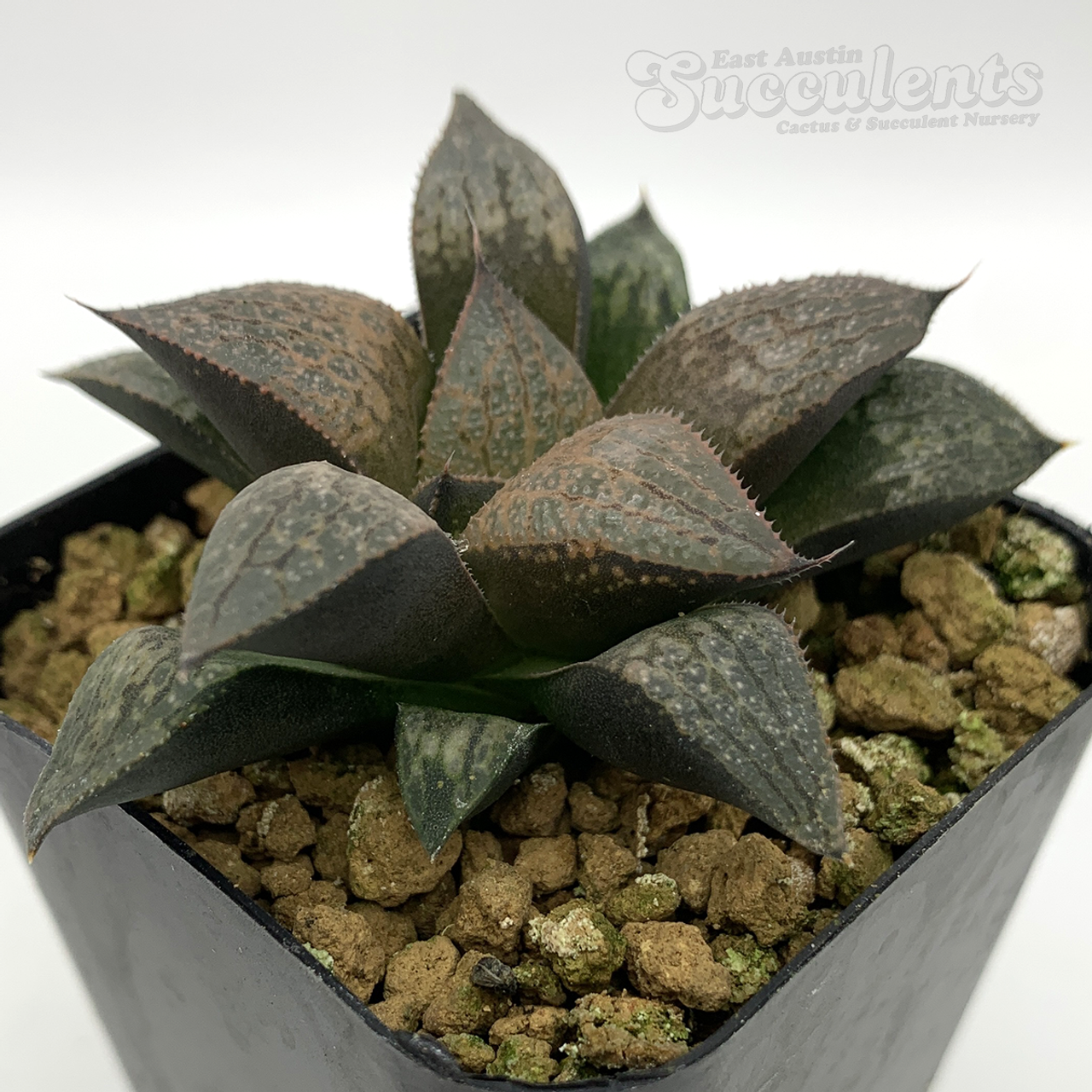 ヘクチア Hechtia glomerata ex. Bill Baker Haworthia 'Bill Baker' hybrid