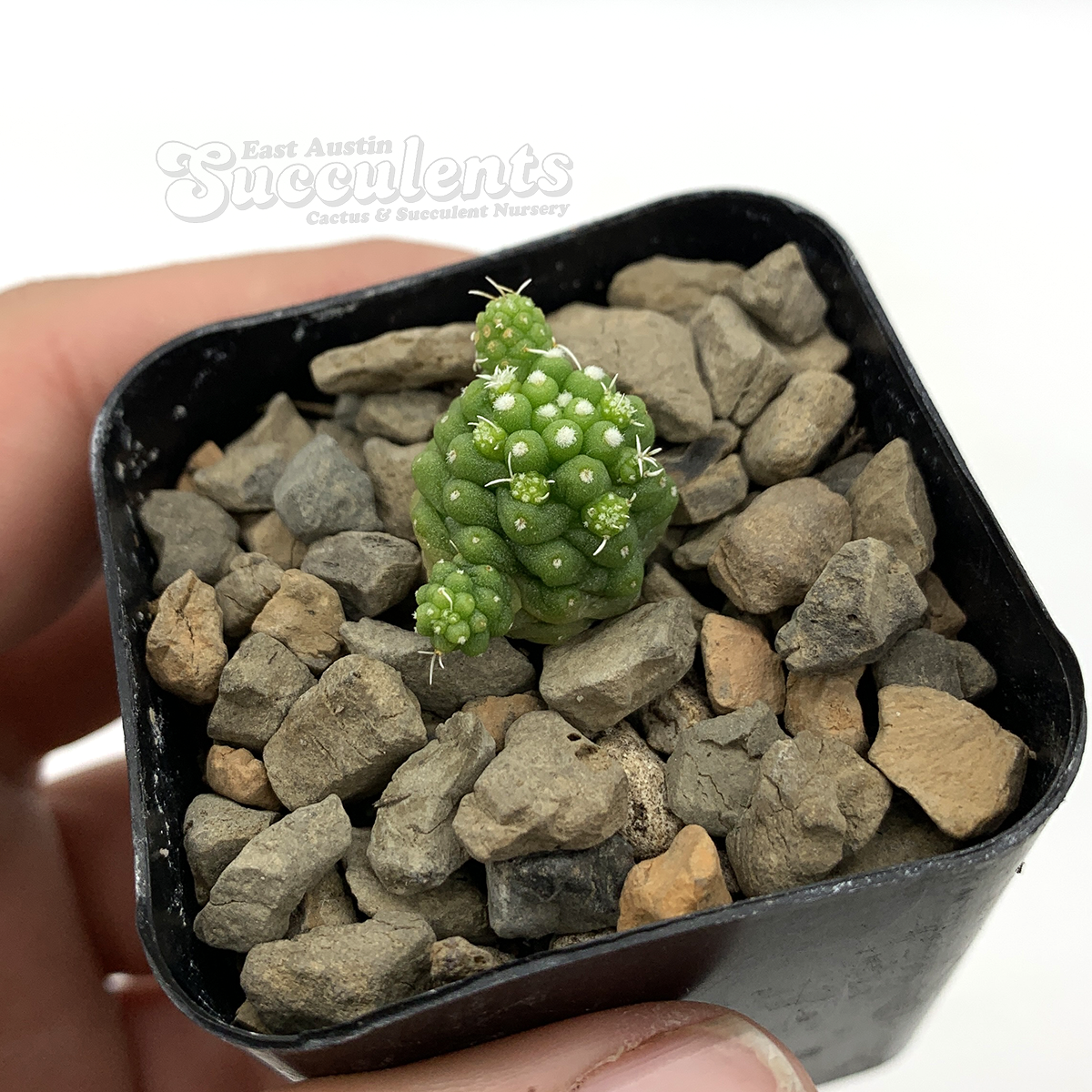 monstera berlin kaufen Monstera deliciosa XXL | Online kaufen main image 0