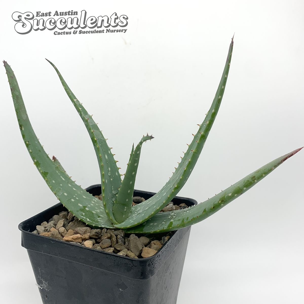 East Austin Succulents Aloe marlothii