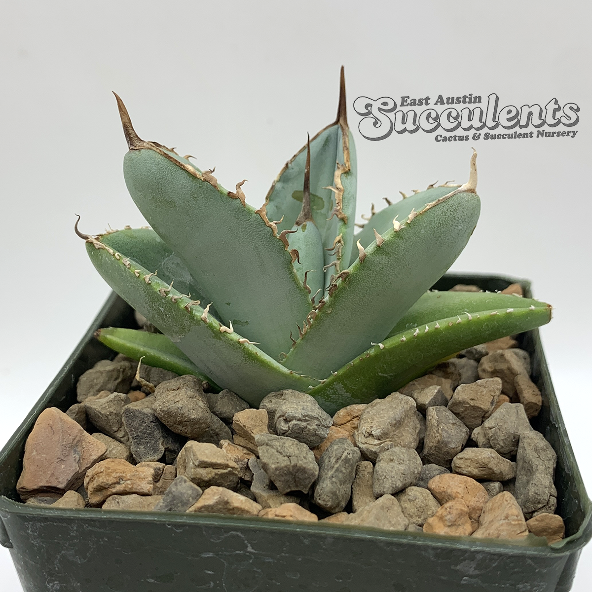 No.313【 AGAVE TITANOTA WHITE ICE 】特選株 アガベ チタノタ 