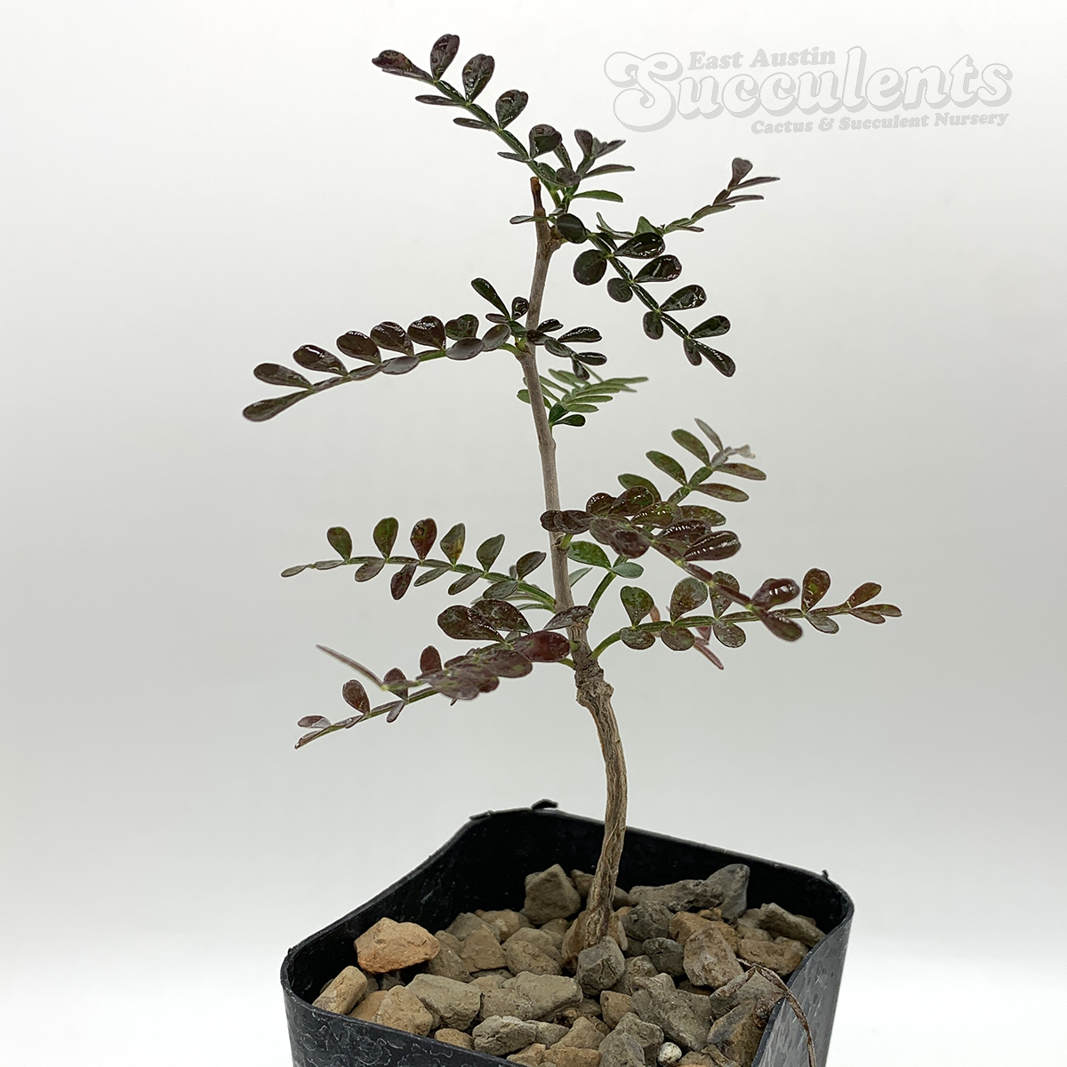 Operculicarya ☆ operculicarya pachypus ☆ オペルクリカリア