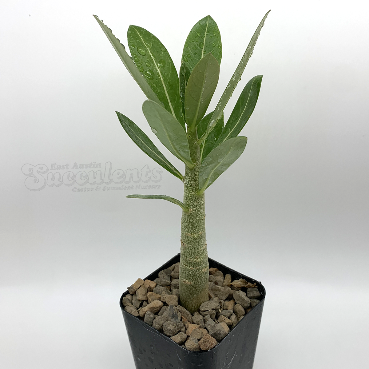 variegata pflanzen zchten Monstera Adansonii Variegata