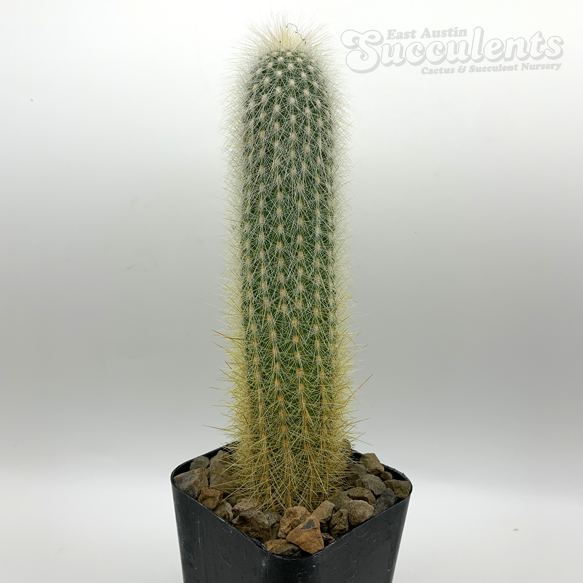 Cleistocactus strausii