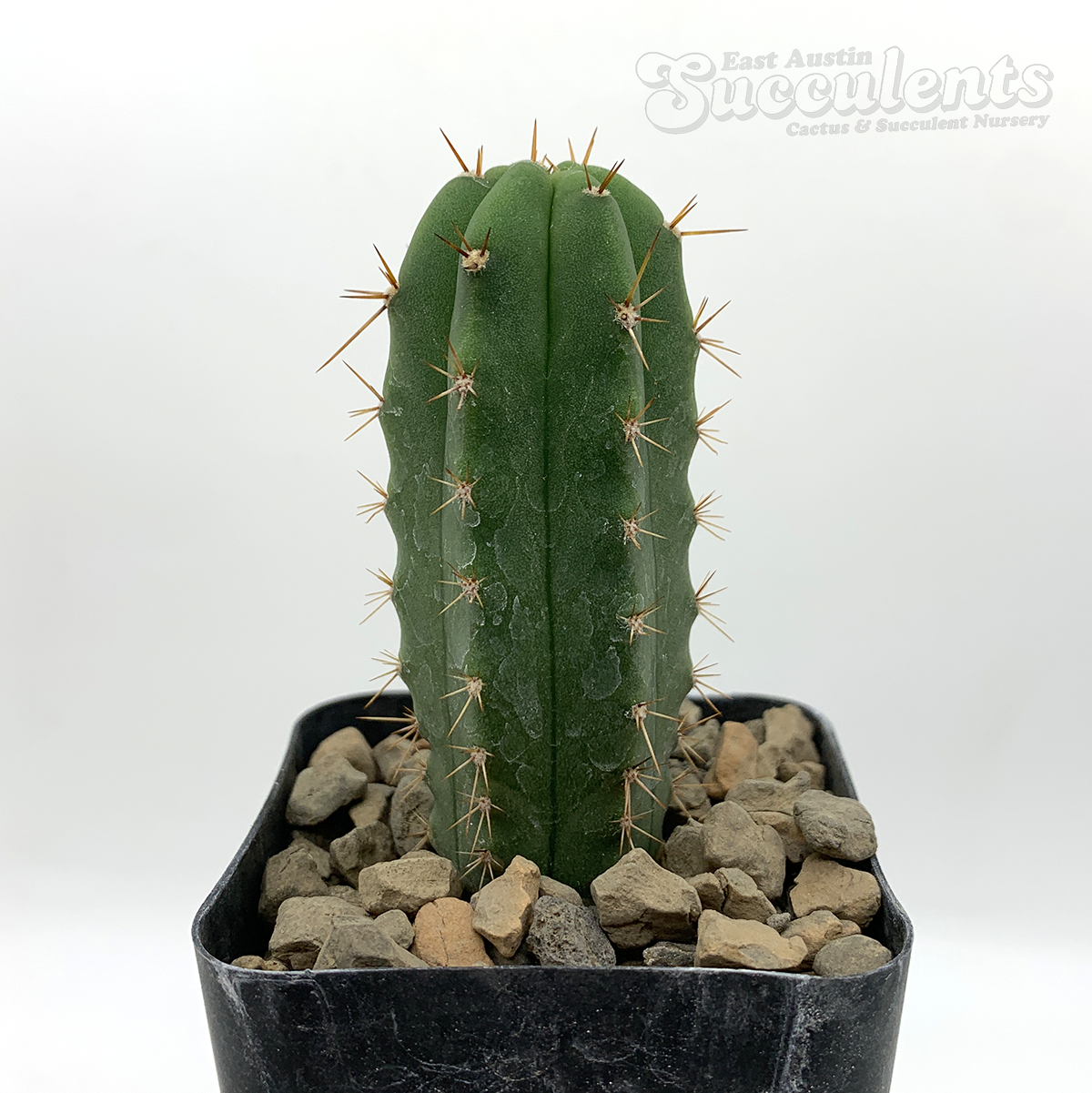 Trichocereus pachanoi 'The Counselor'