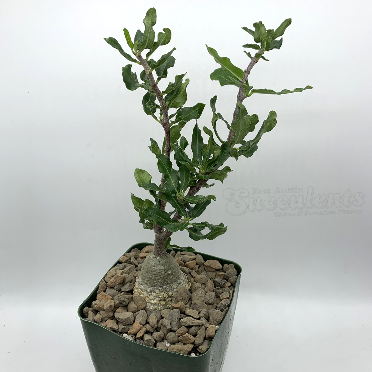 ginkgo tree bonsai 'Metis' the Ginkgo