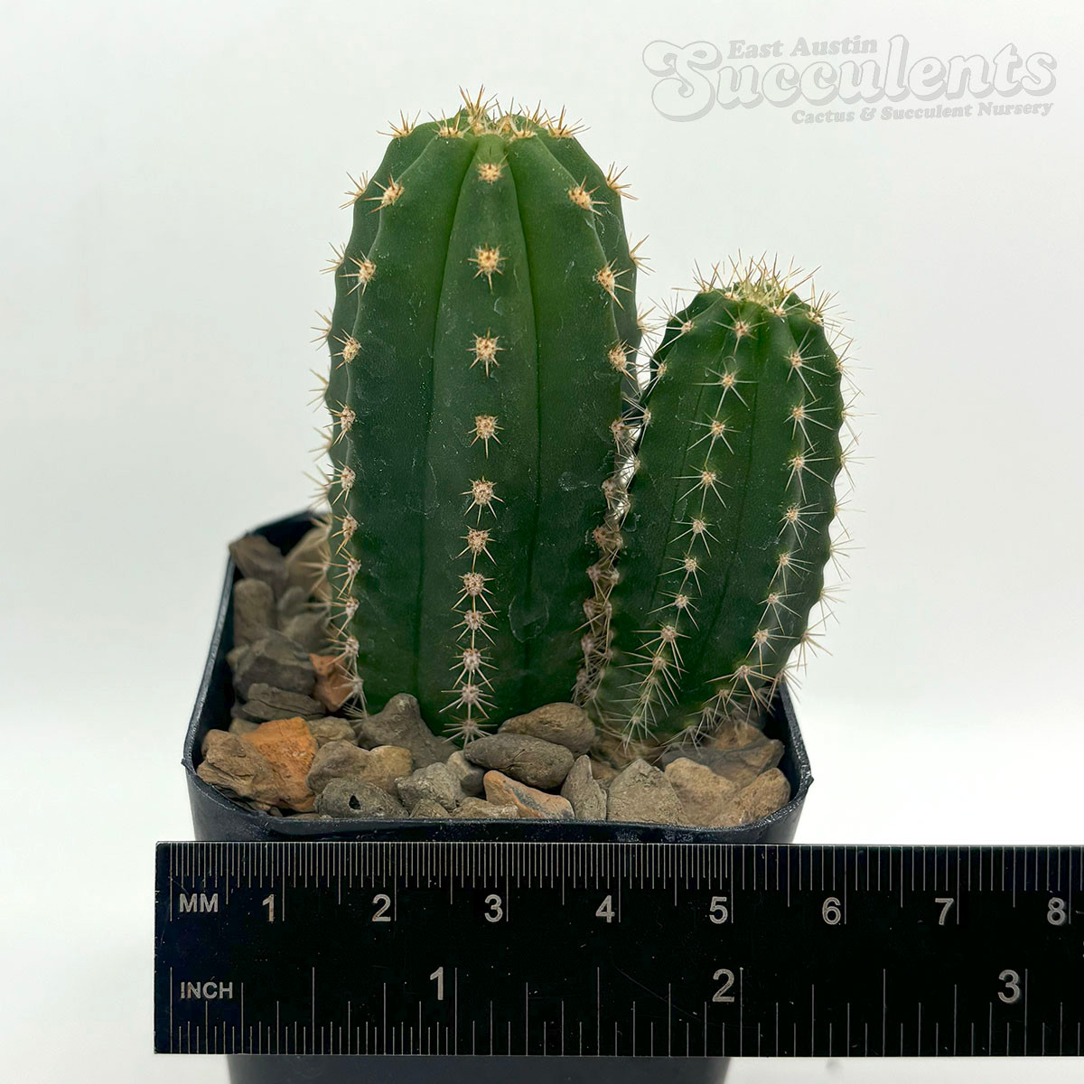 Trichocereus 'Colossus' x 'Zelly' - Doubles
