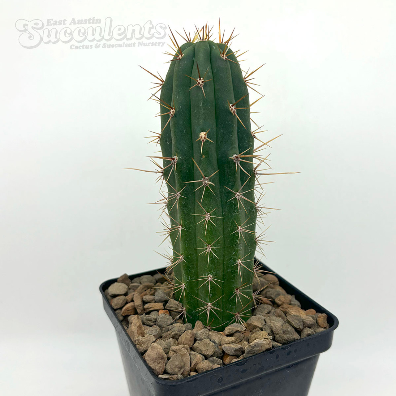 Trichocereus peruvianus 'Bonny' x 'Blue 3'
