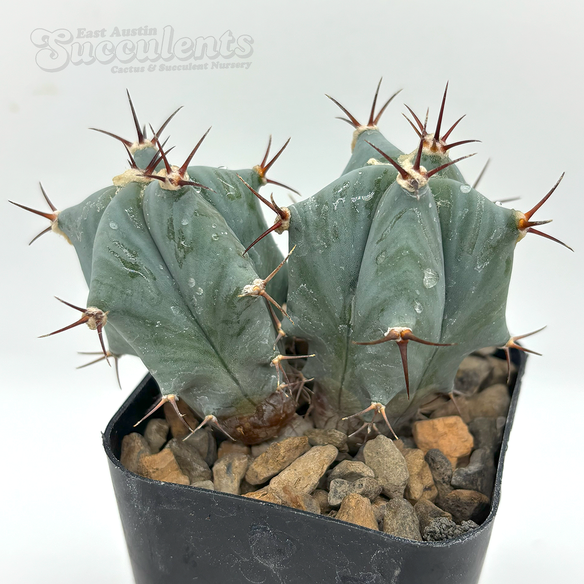Echinocactus ingens