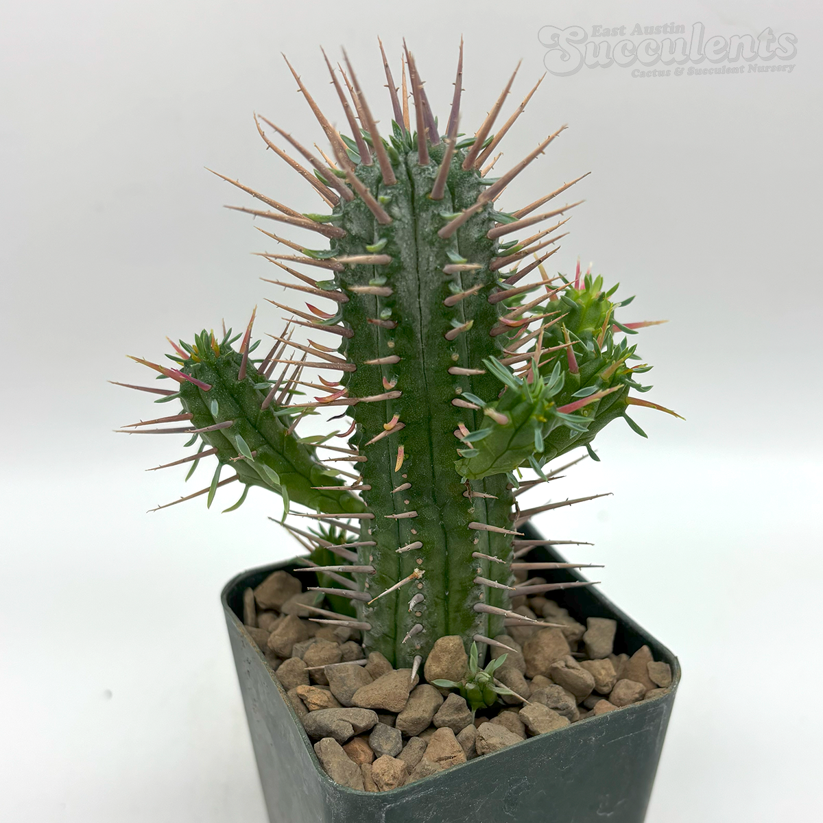 希少【海外実生】ユーフォルビア・コントルタ/Euphorbia Contorta 希少【海外実生】ユーフォルビア・コントルタ/Euphorbia Contorta