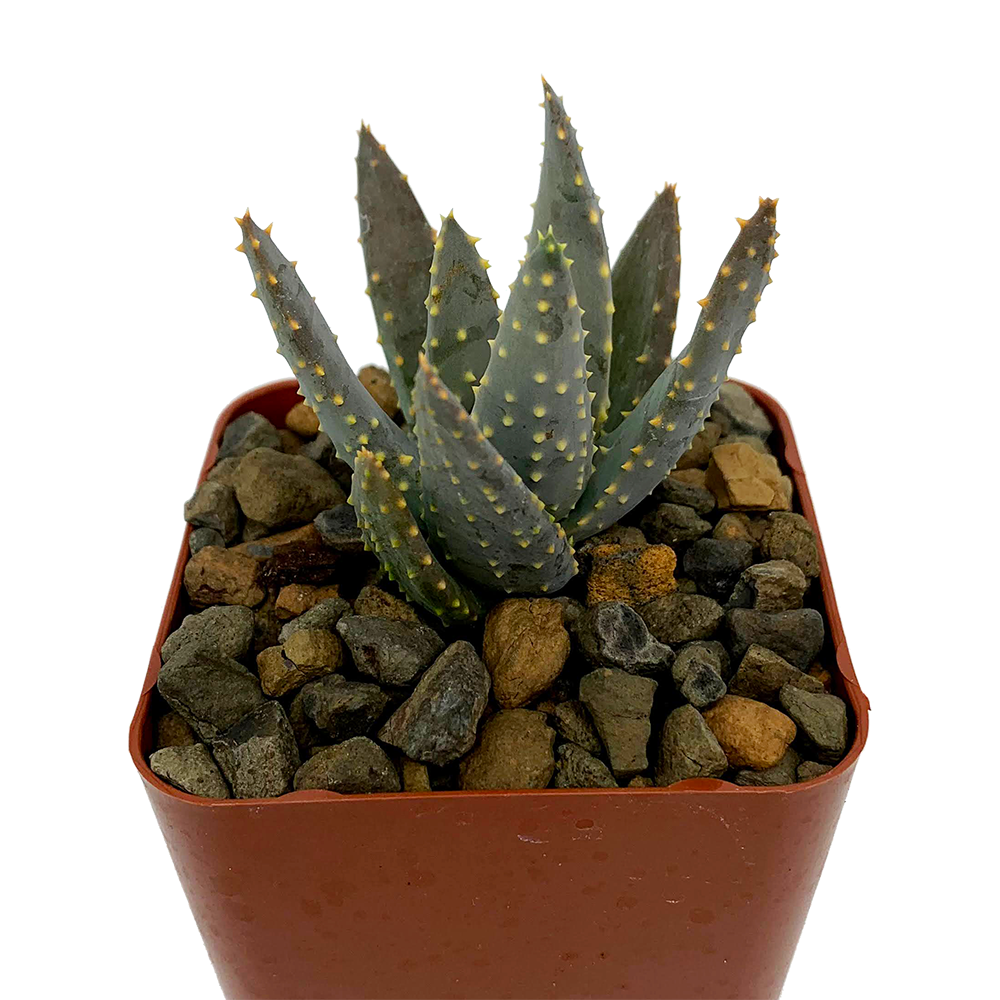 Aloe dichotoma - Dichotoma Etsy | 4in RIMO'S dichotomaアロエ
