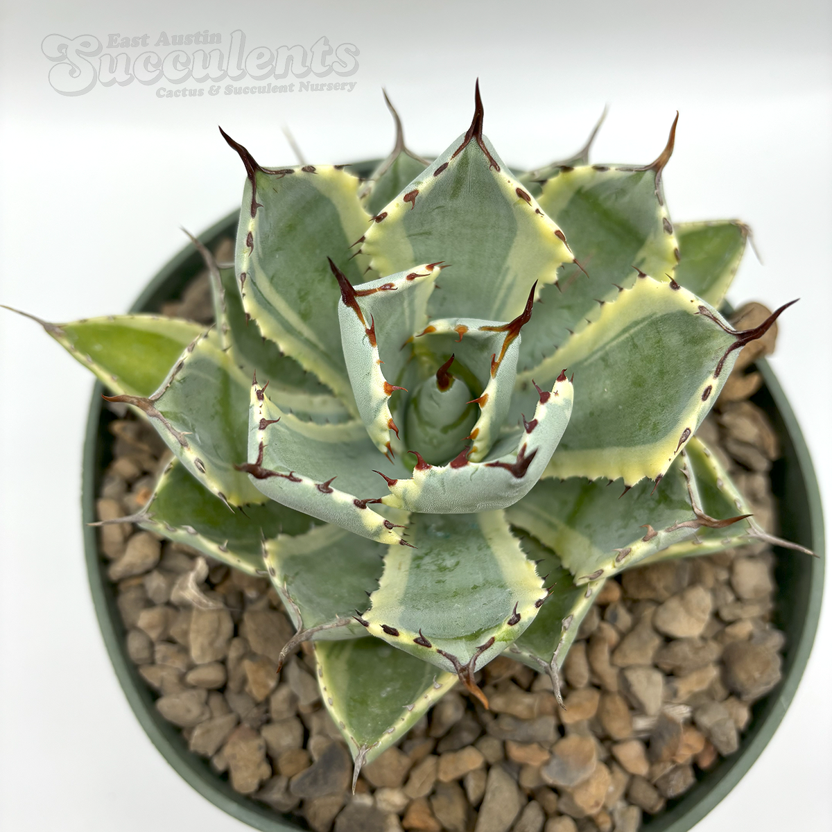 Agave_Kissho_Kan__82716.