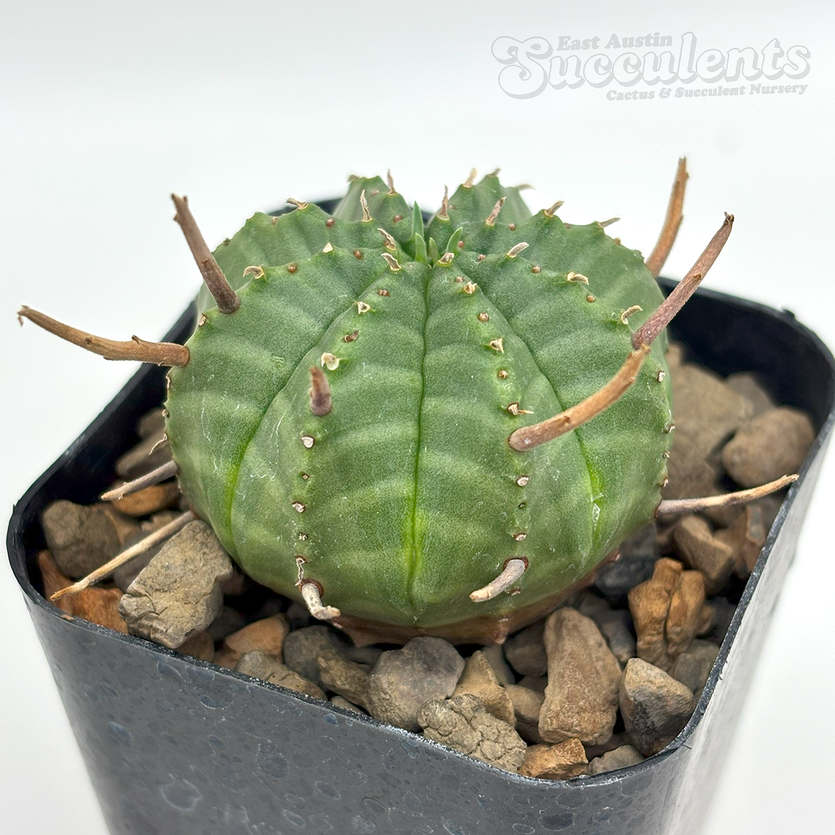 Euphorbia meloformis