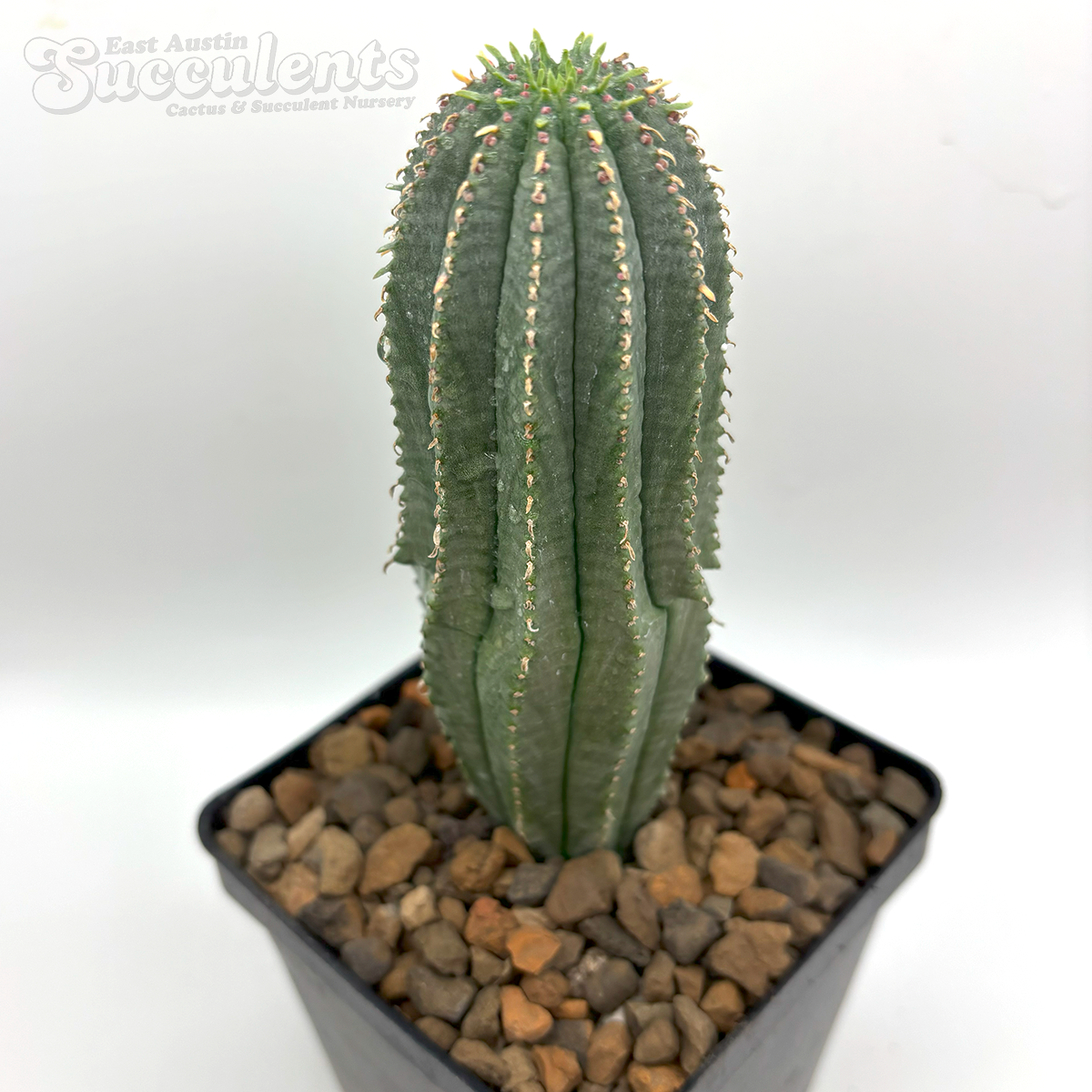 No.864 特選 Euphorbia obesa 綴化 ユーフォルビア オベサ 厳選株 実生