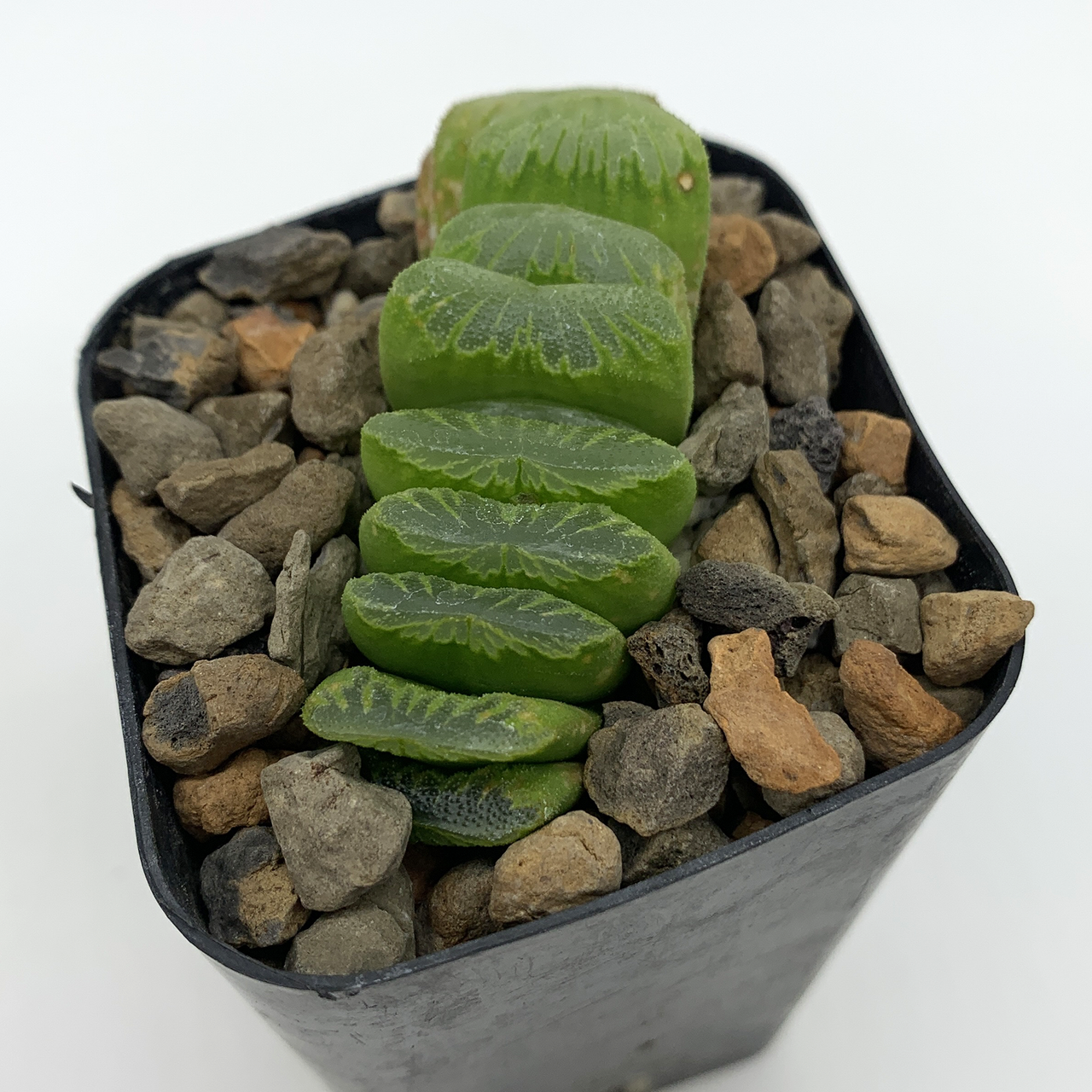 Haworthia truncata 'Lime Green'