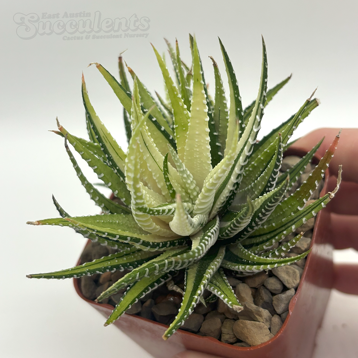 海外書籍】Haworthia and Astrolaba: A Collector's Guide (1983