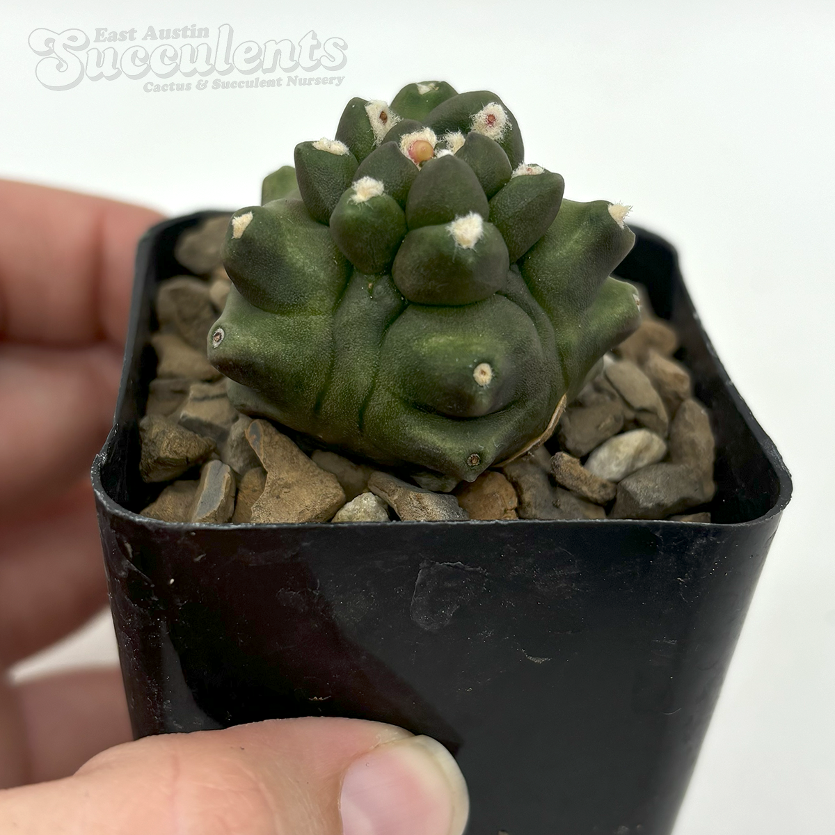 Gymnocalycium baldianum monstrose 'Transformer'