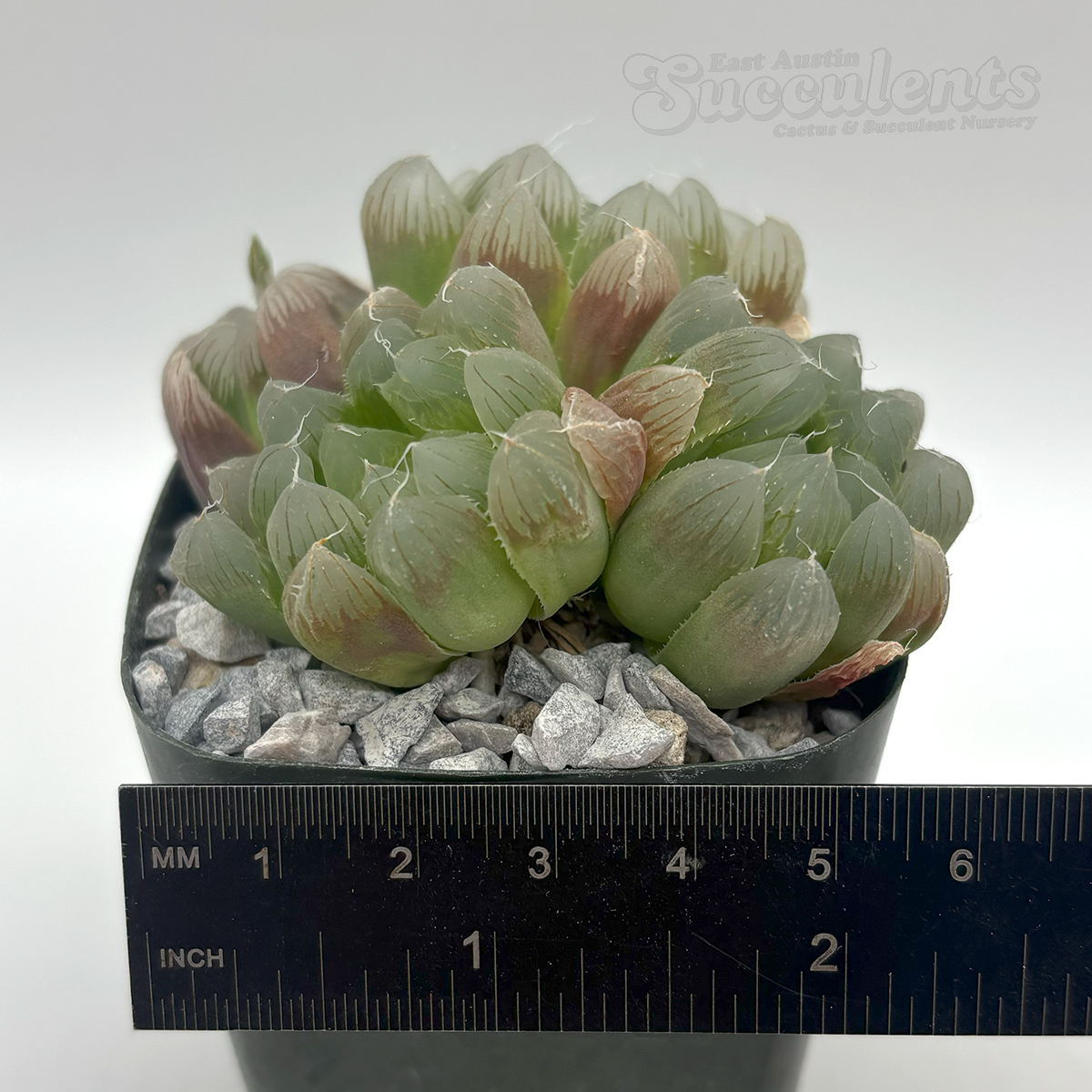 Haworthia obtusa hybrid Haworthia obtusa hybrid