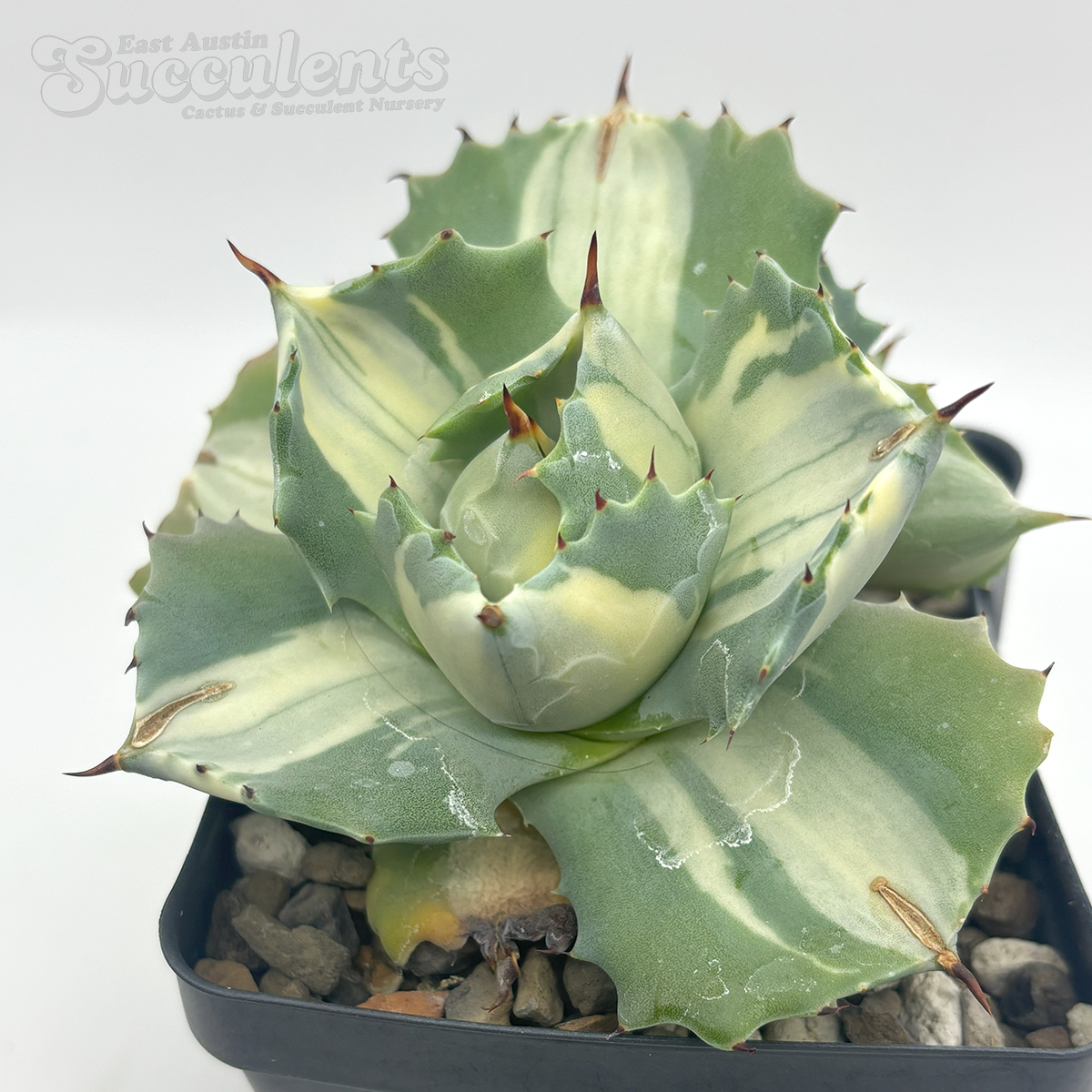 Agave isthmensis 'Ohi Raijin Shiro Nakafu'