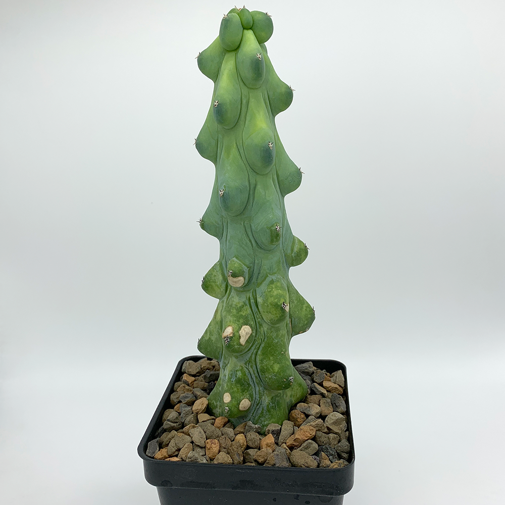 Myrtillocactus geometrizans 'Fukurokuryuzinboku' (Titty Cactus