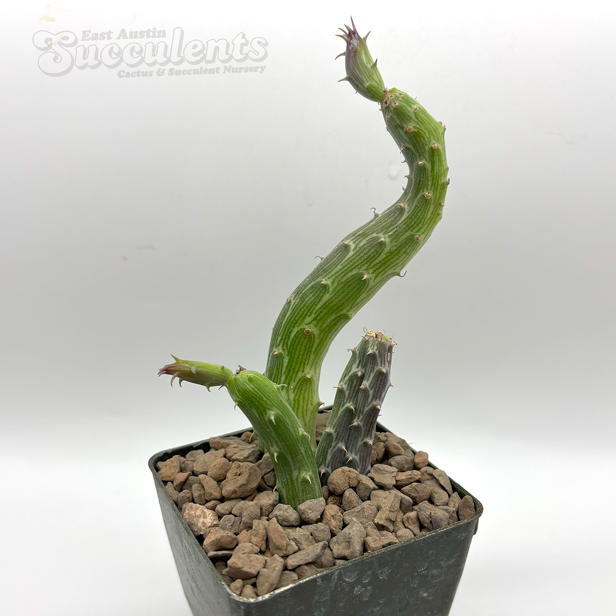 Senecio pendulus 'Inch Worm'