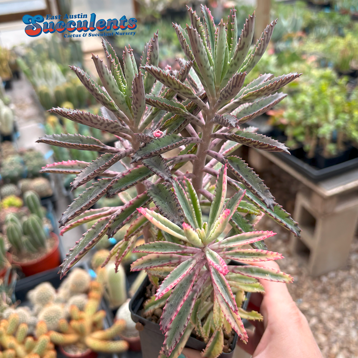 Kalanchoe 'Pink Butterflies'