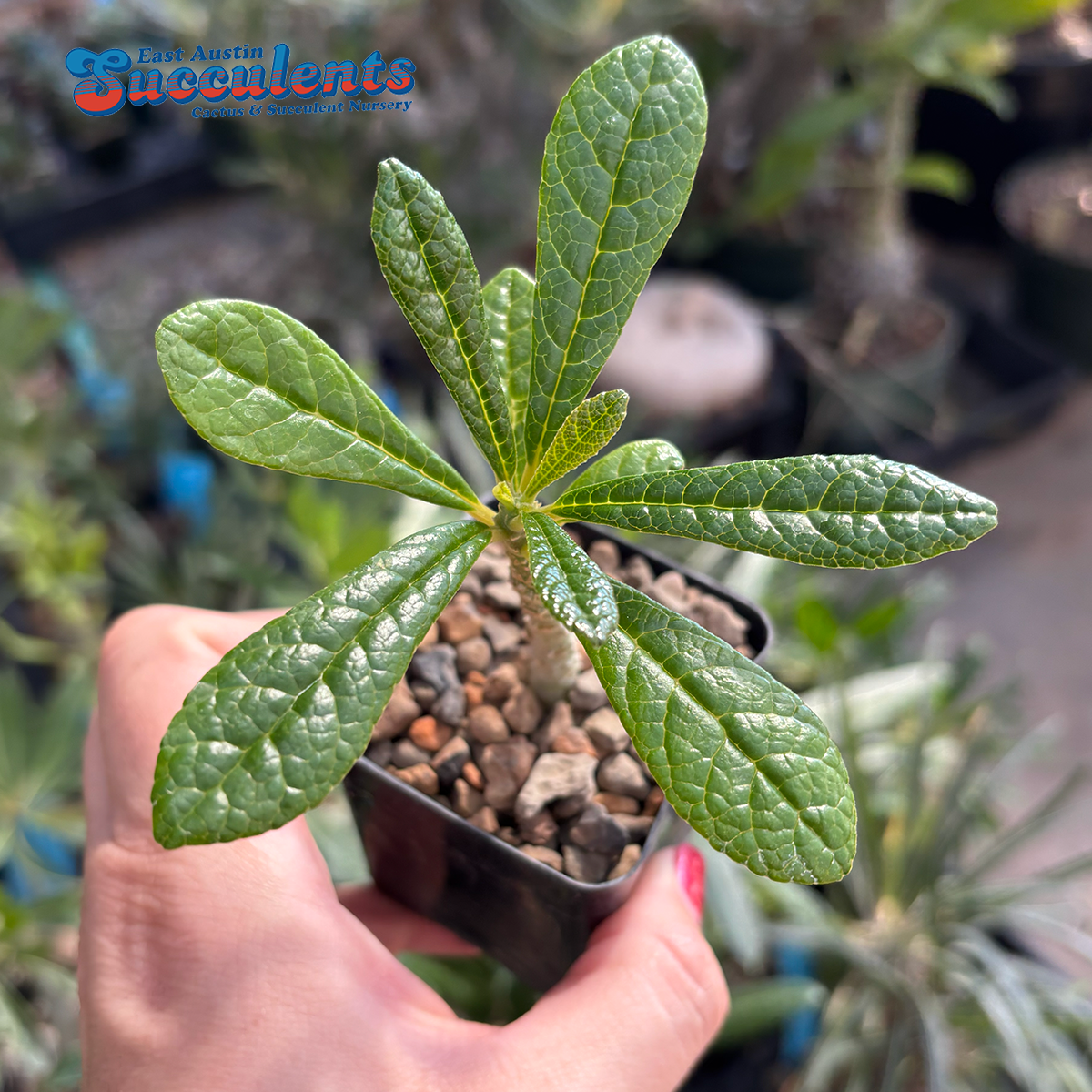極美 超大株 ドルステニア ギガス Dorstenia gigas ドルステニアギガス 極美 超大株 ドルステニア ギガス