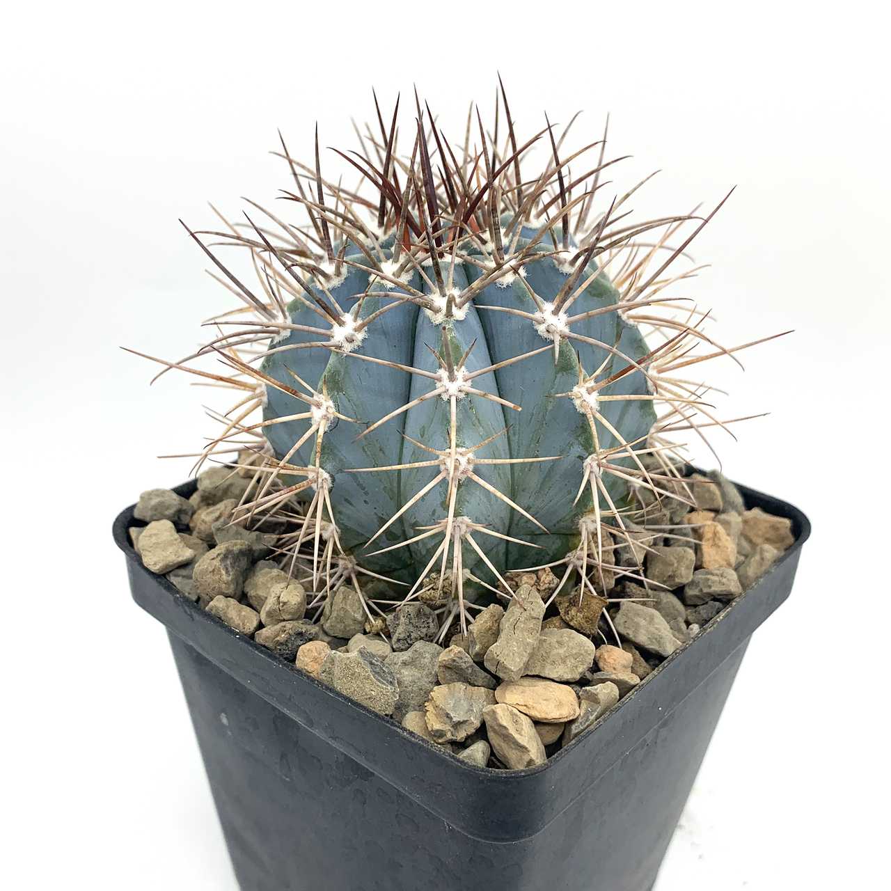 Melocactus azureus