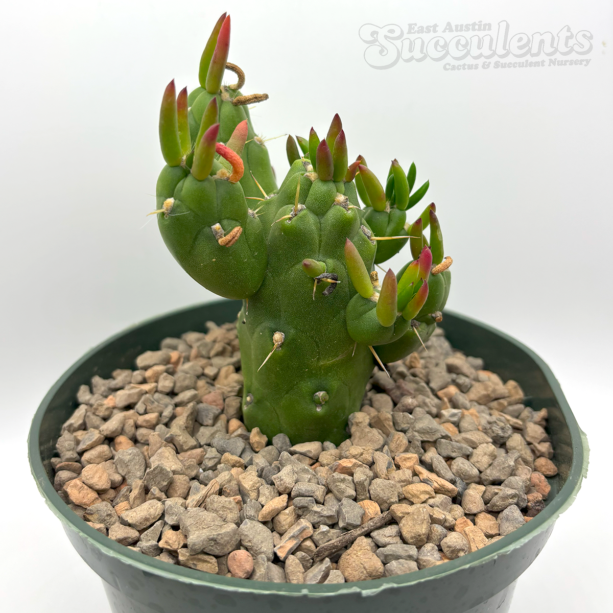 Austrocylindropuntia subulata 'Gumby'
