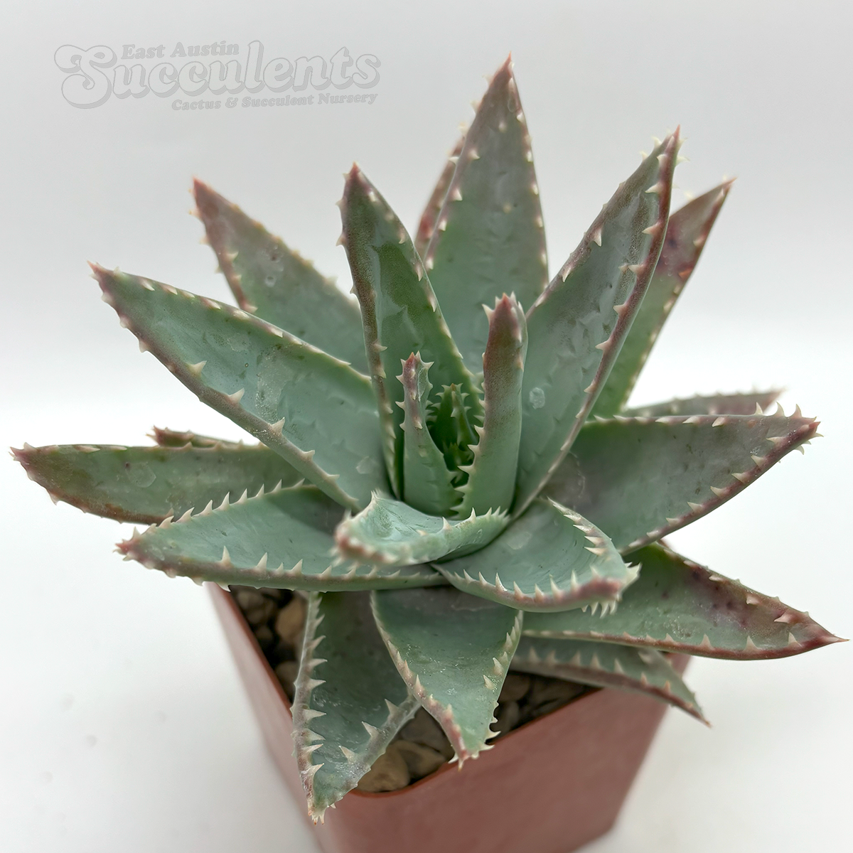 Aloe brevifolia