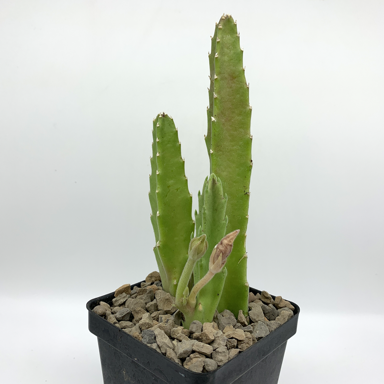 Stapelia grandiflora "Starfish Flower"