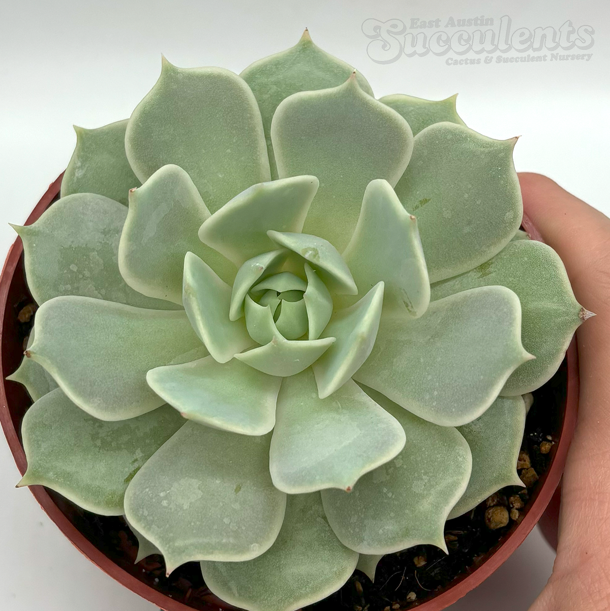Echeveria 'Lola' [medium]
