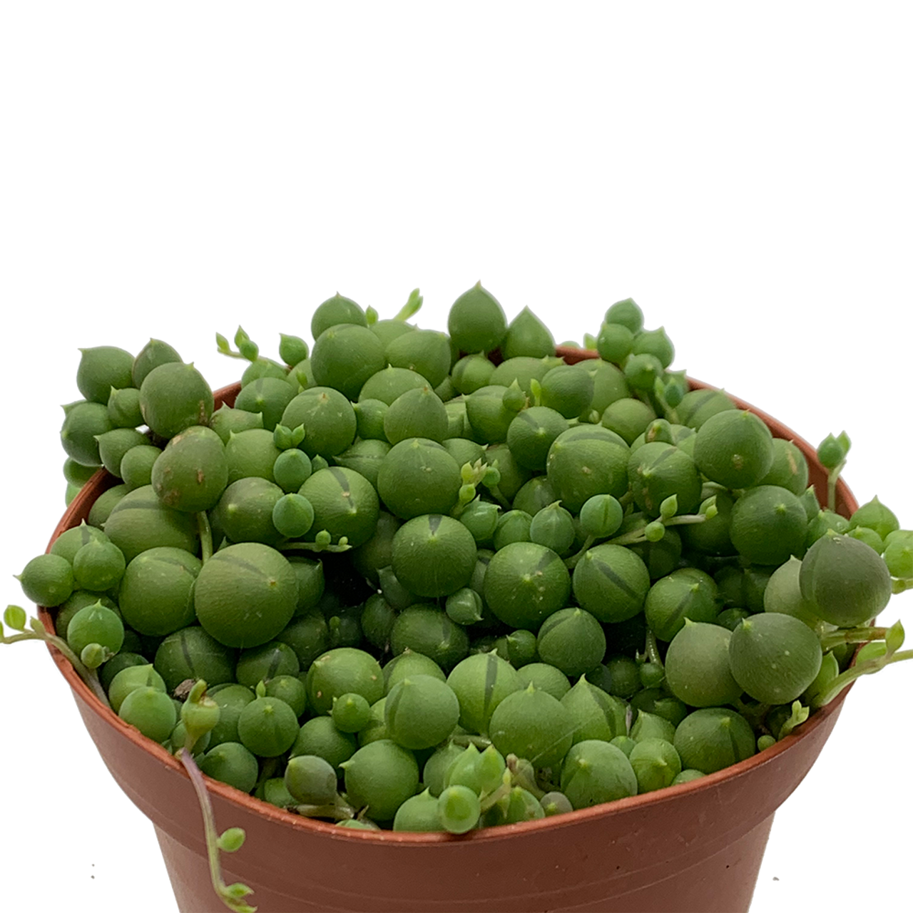 String of Pearls ( Senecio rowleyanus ) for Sale